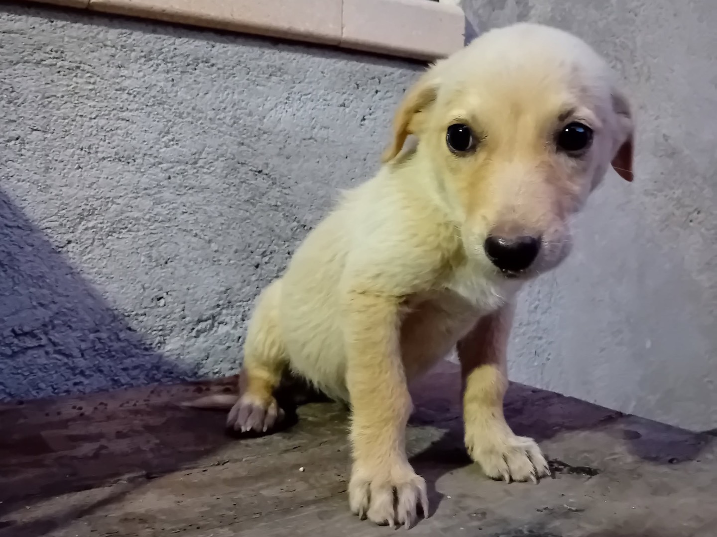 Adotta un cane, femmina, 3 mesi, Trento