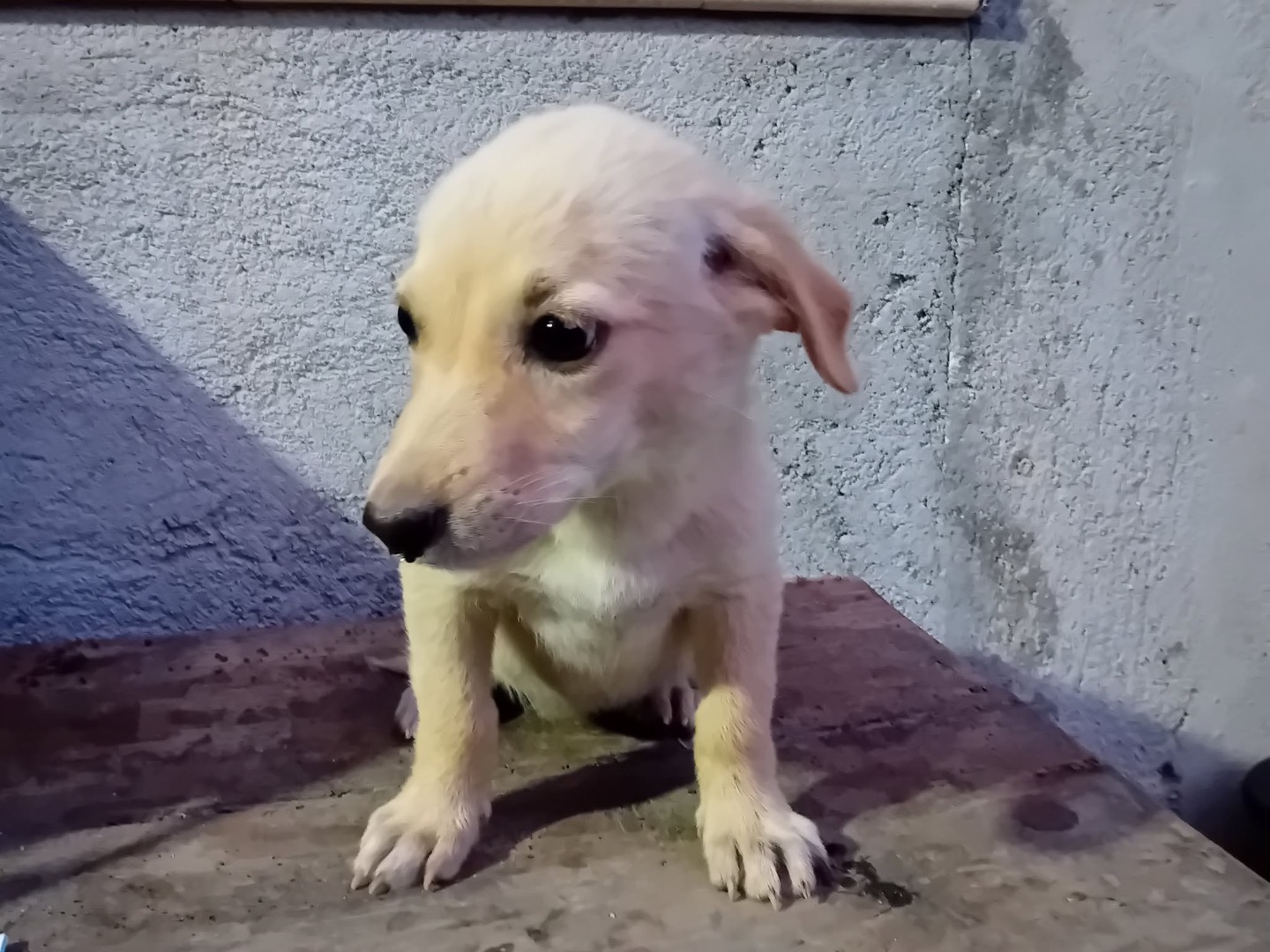 Adotta un cane, taglia piccola, femmina, Trento
