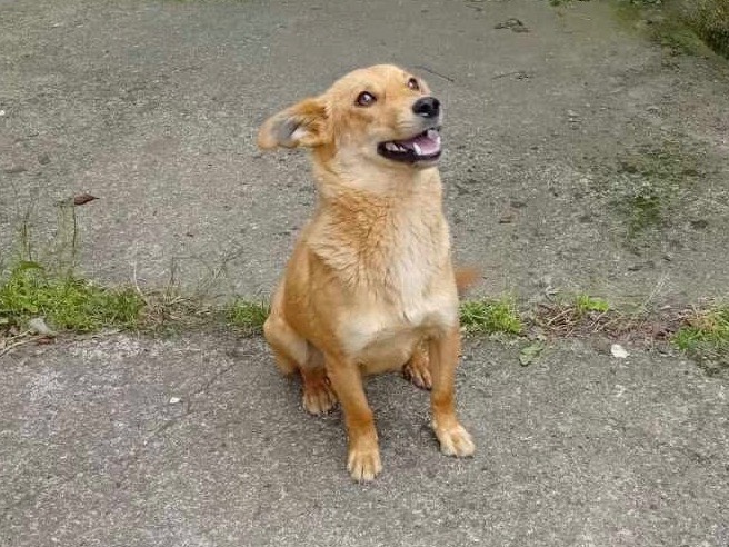 Vuoi adottare un cane a Trento?