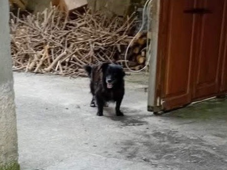 Adotta il cane Maggie a Trento