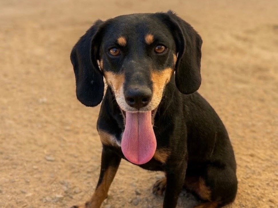 Adotta un cane, femmina, 3 anni e 5 mesi, Sud