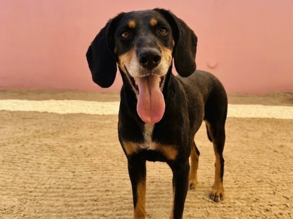 Adotta un cane, taglia media contenuta, femmina, Sud