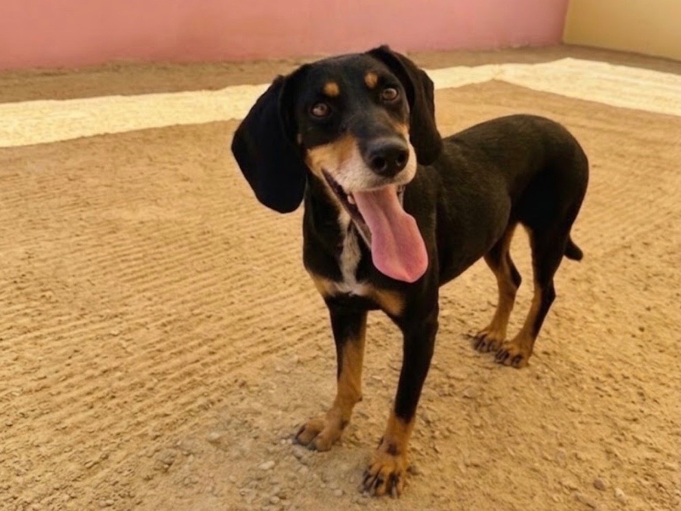 Vuoi adottare un cane a Sud?