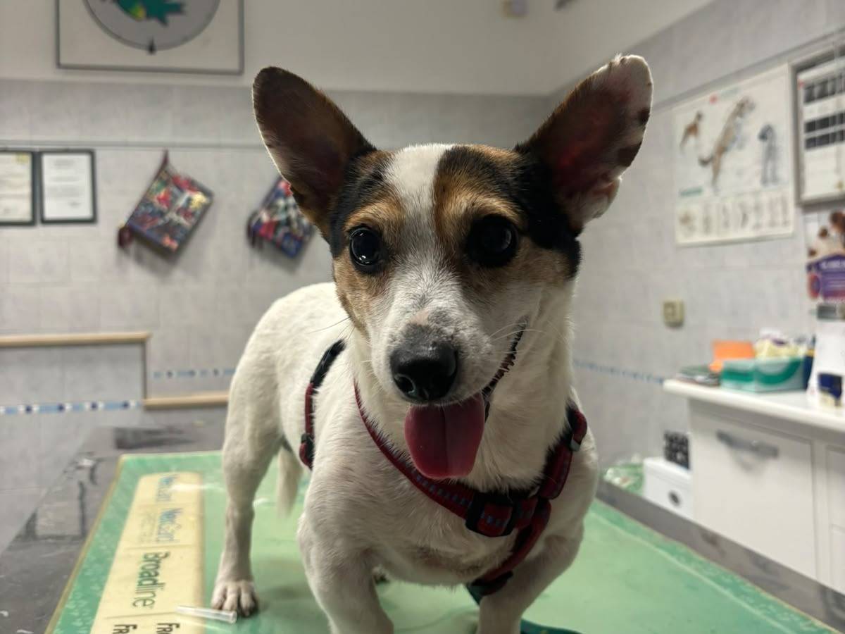 Vuoi adottare un cane a Bari?