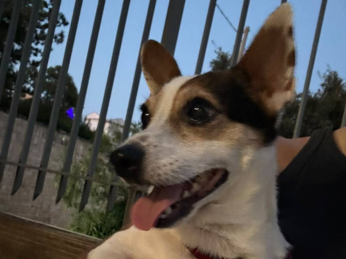 Adotta il cane Conan  a Bari