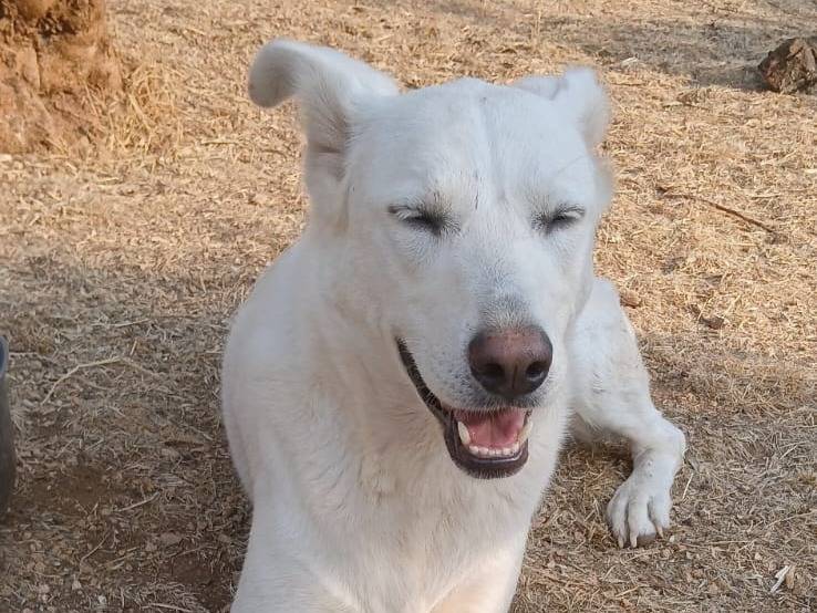 Foto 3 dell'animale