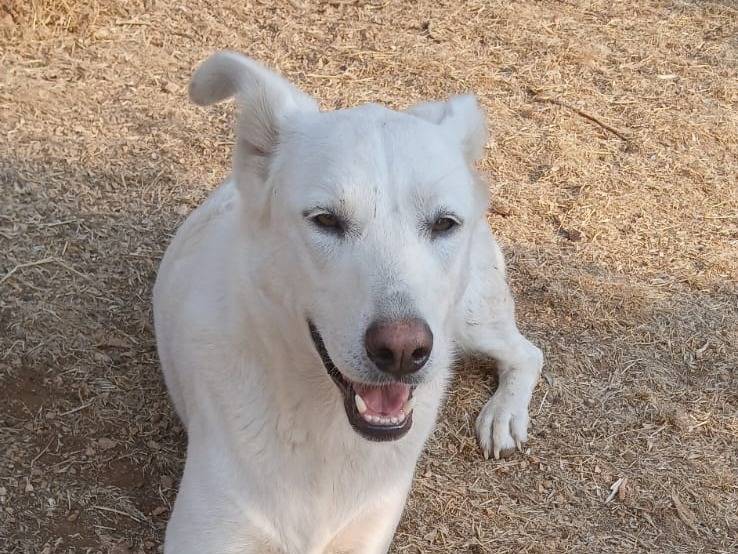 Vuoi adottare un cane a Bari?