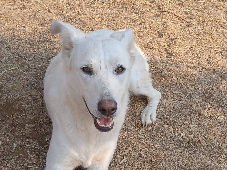 Adotta il cane Nala  a Bari