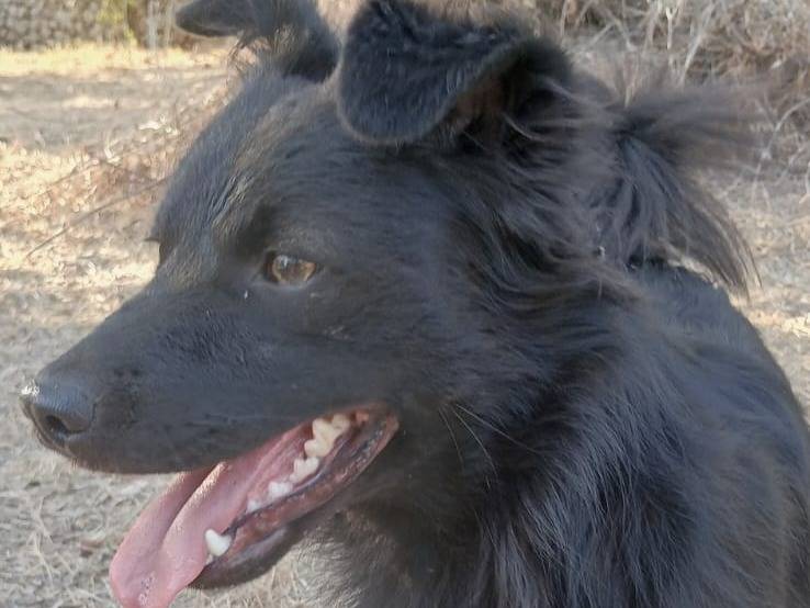 Vuoi adottare un cane a Bari?