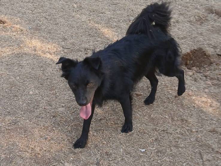 Adotta il cane Alba a Bari