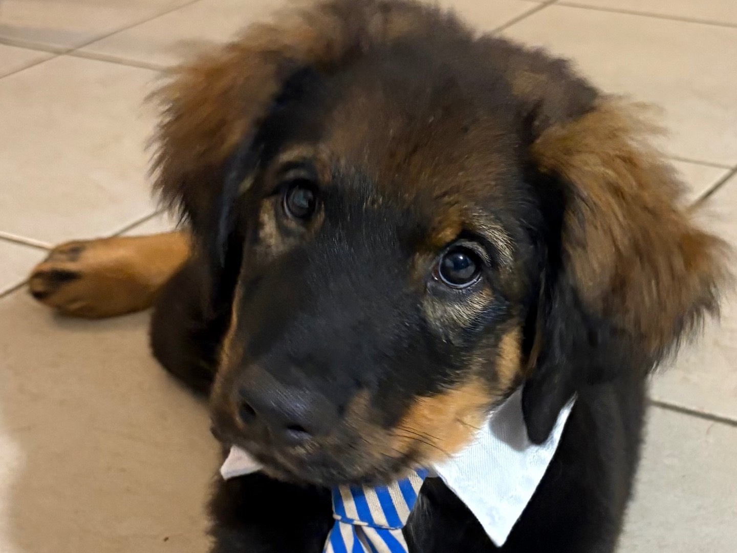 Adozione cane, maschio, Razza sconosciuta Razza sconosciuta, 3 mesi, taglia grande, Firenze