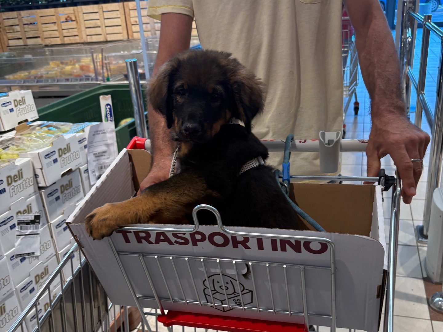 Adotta un cane, maschio, 3 mesi, Firenze