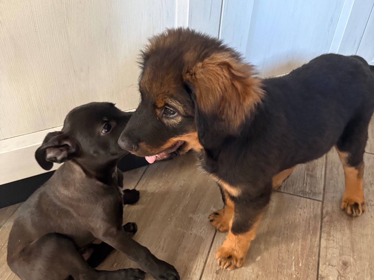 Adotta un cane, taglia grande, maschio, Firenze