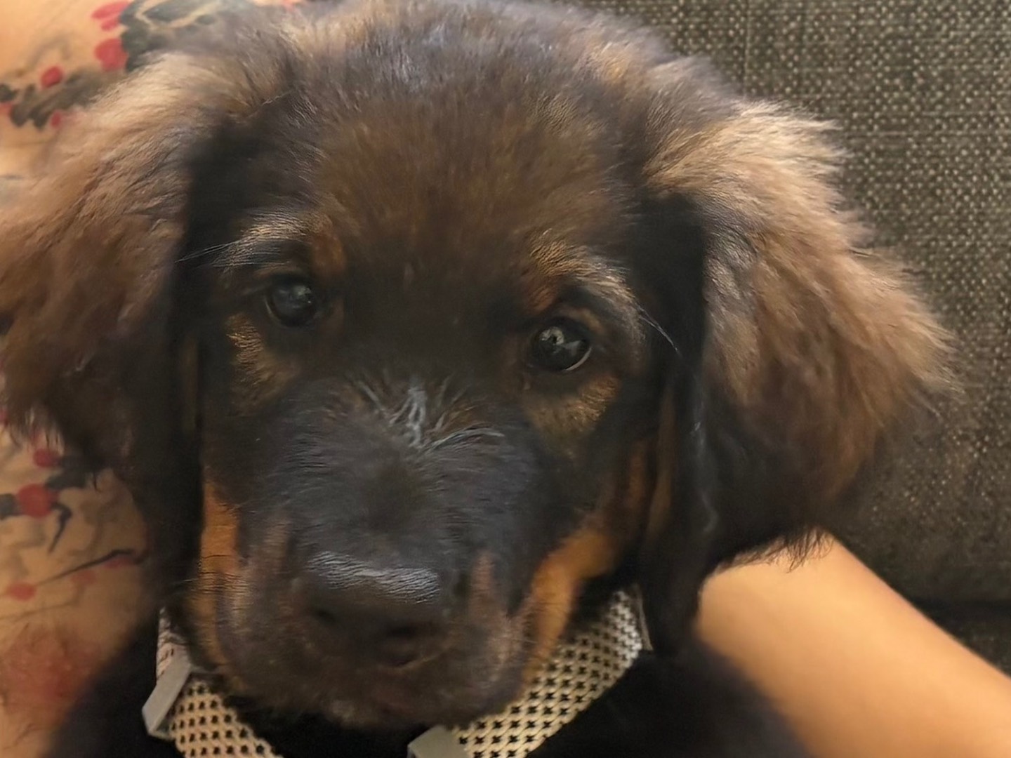 Vuoi adottare un cane a Firenze?