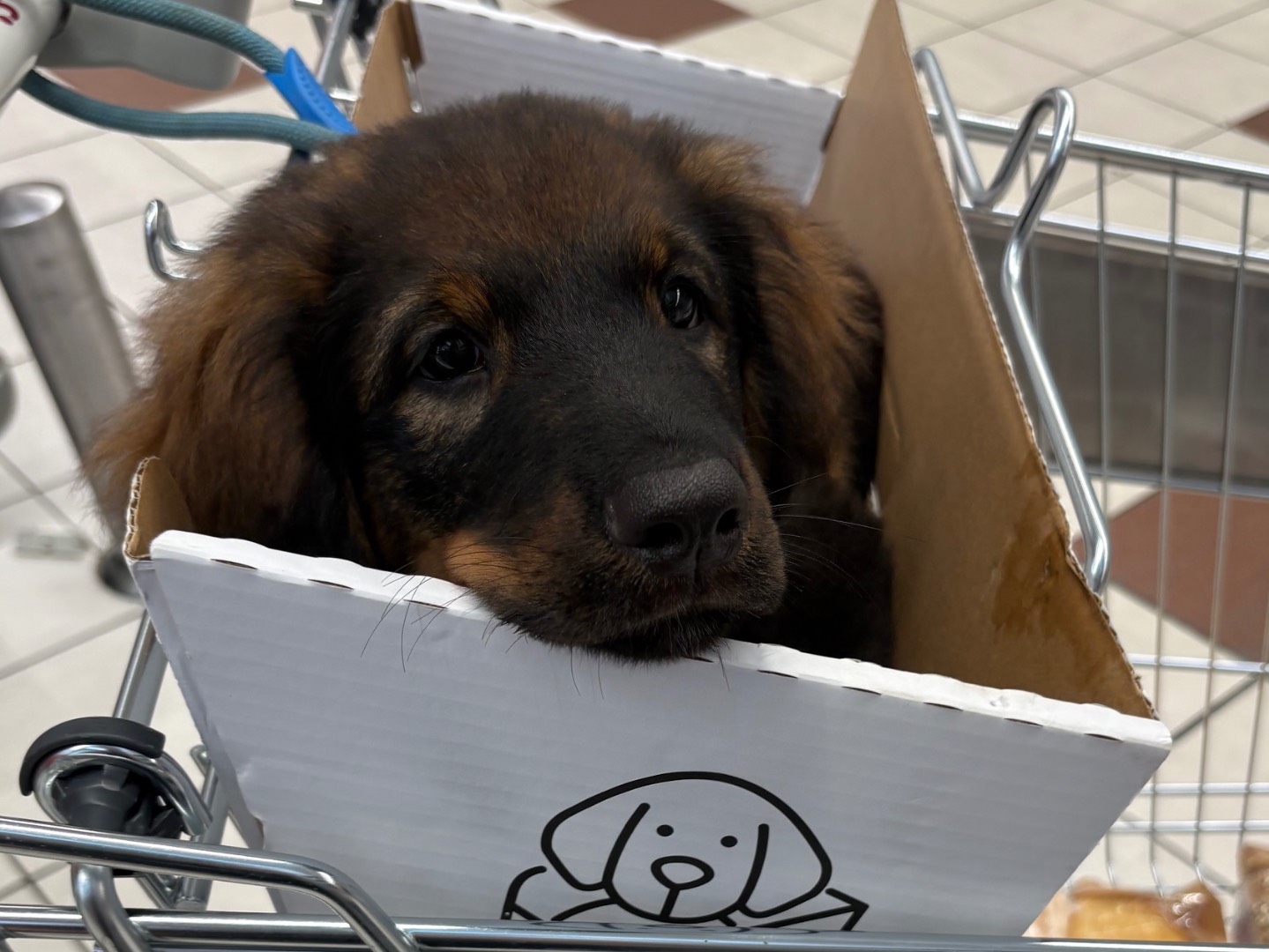 Adotta il cane Alan a Firenze