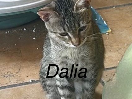 Adotta un gatto, femmina, 4 mesi, Milano