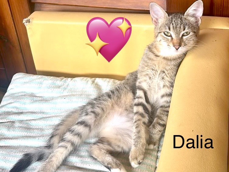 Adotta un gatto, taglia non valida, femmina, Milano