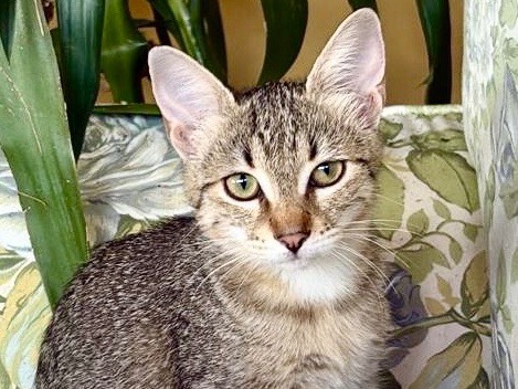 Vuoi adottare un gatto a Milano?