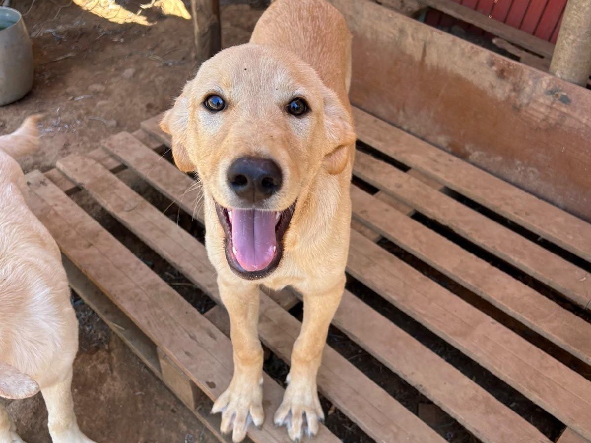 Adotta un cane, maschio, 4 mesi, Catanzaro