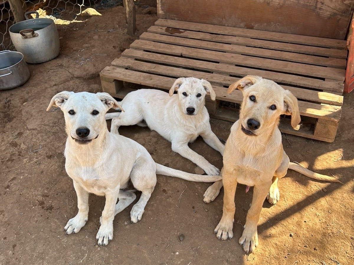 Adotta un cane, taglia media, maschio, Catanzaro