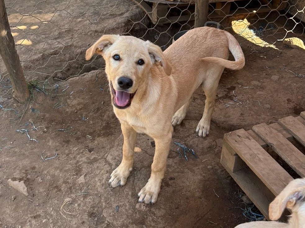 Adozione cane, maschio, Razza sconosciuta Razza sconosciuta, 4 mesi, taglia media, Catanzaro