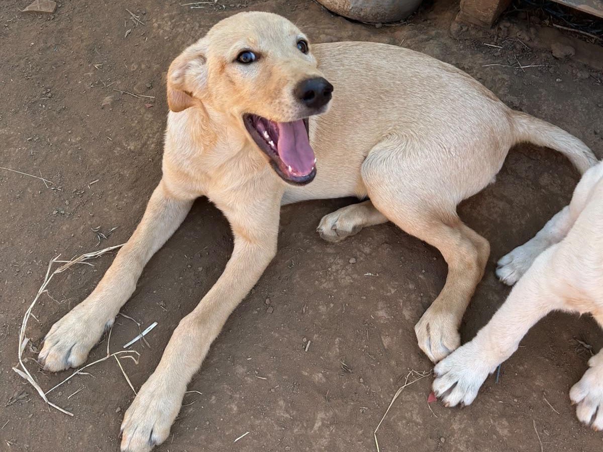 Vuoi adottare un cane a Catanzaro?