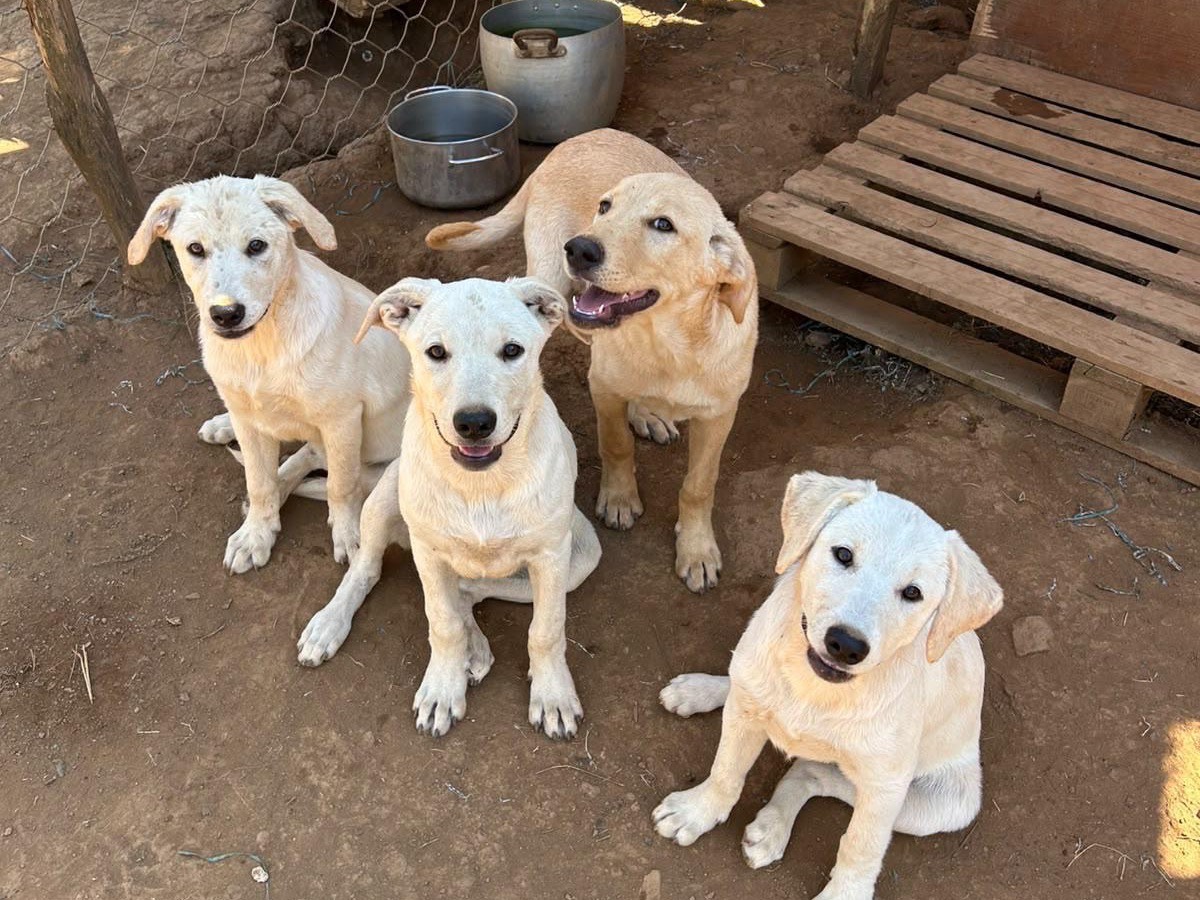 Adotta il cane Aki a Catanzaro