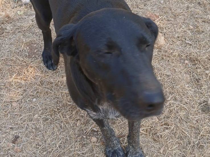 Vuoi adottare un cane a Bari?
