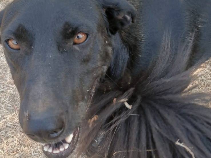 Adotta il cane Shilla a Bari