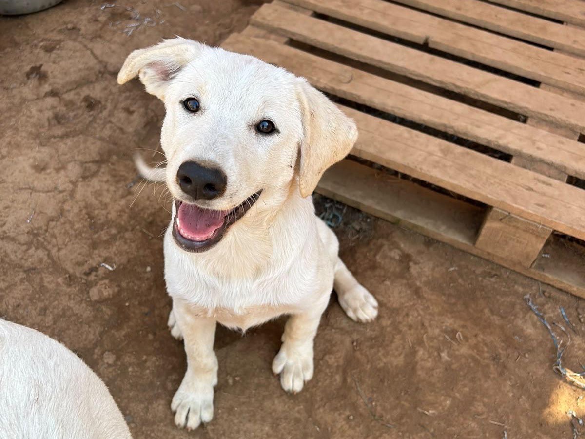 Vuoi adottare un cane a Catanzaro?