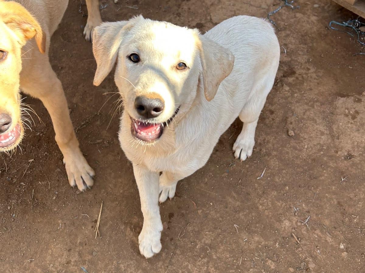Adotta il cane Alissa a Catanzaro
