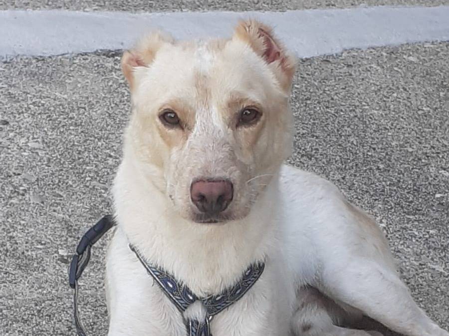 Adozione cane, maschio, Razza sconosciuta Razza sconosciuta, 2 anni e 1 mese, taglia media contenuta, Udine