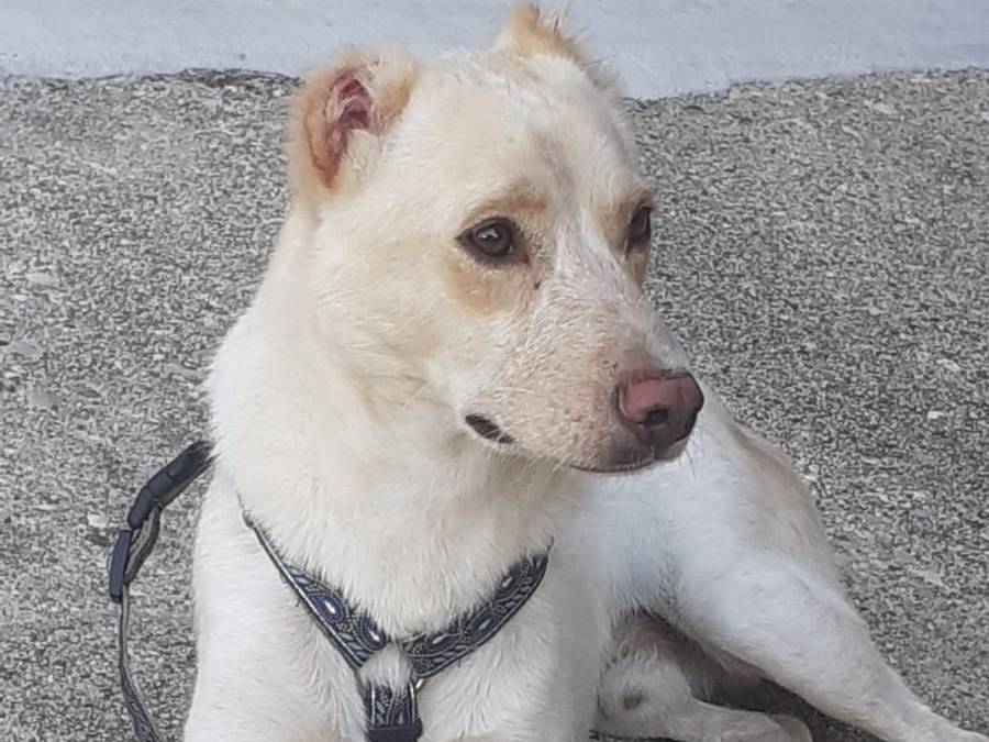 Adotta un cane, maschio, 2 anni e 1 mese, Udine