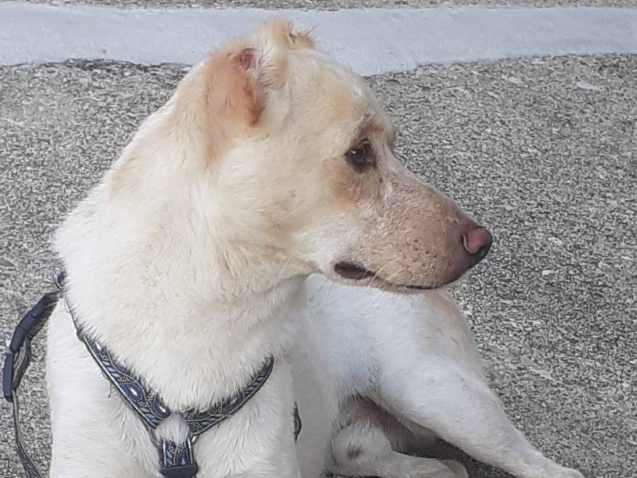Adotta un cane, taglia media contenuta, maschio, Udine