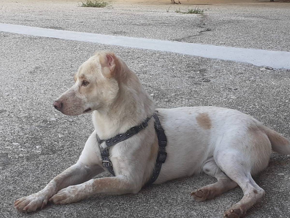 Vuoi adottare un cane a Udine?