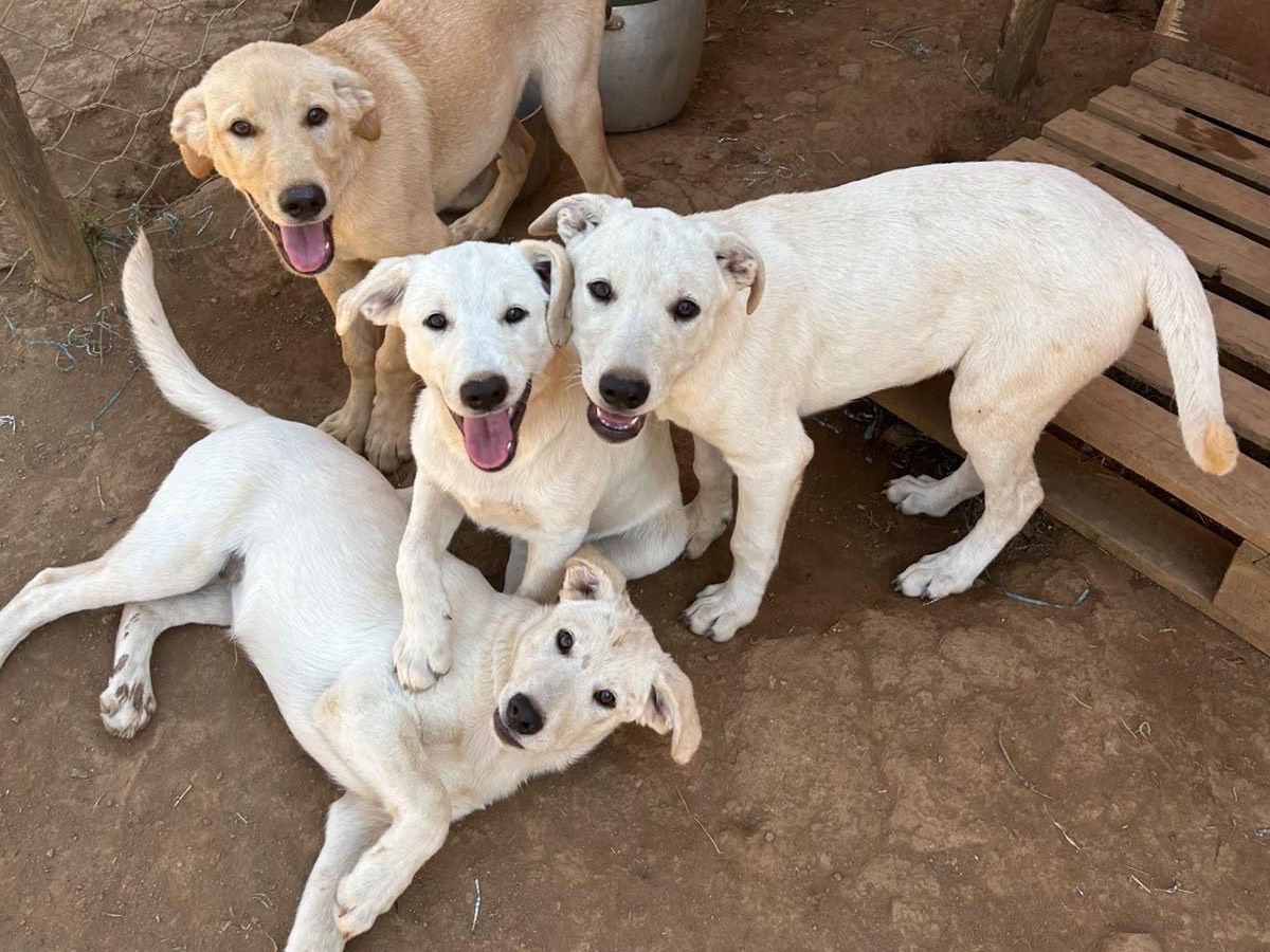 Vuoi adottare un cane a Catanzaro?