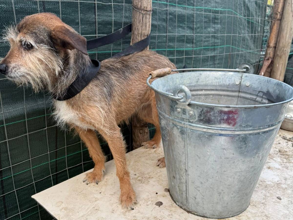 Vuoi adottare un cane a Udine?