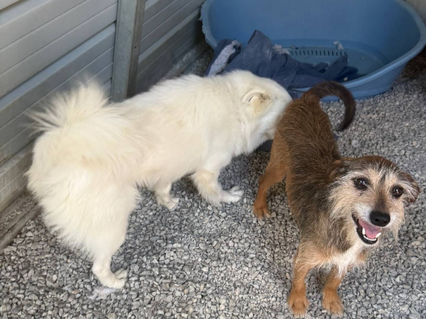 Adotta il cane Chiara a Udine