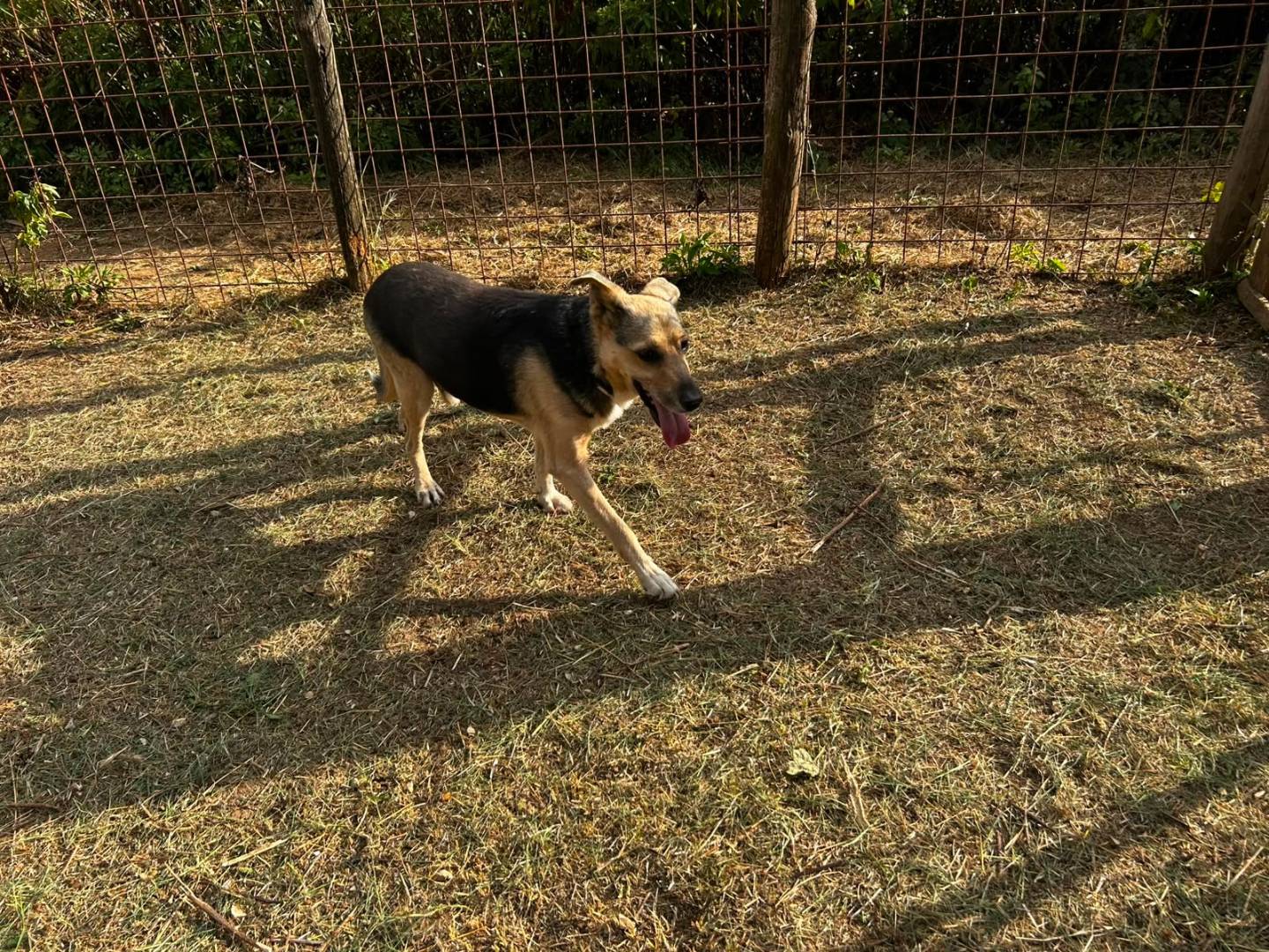 Foto 3 dell'animale