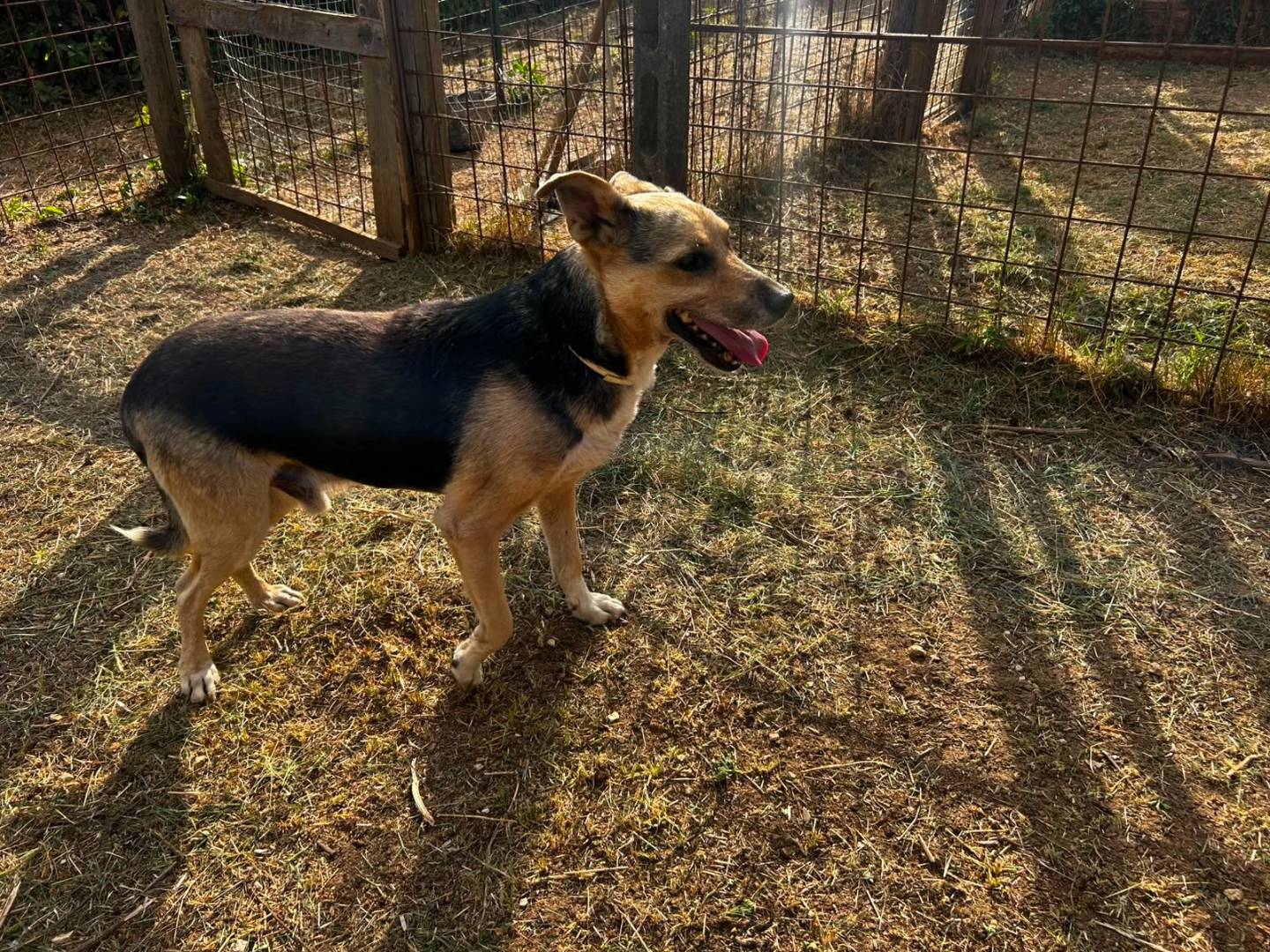 Vuoi adottare un cane a Udine?