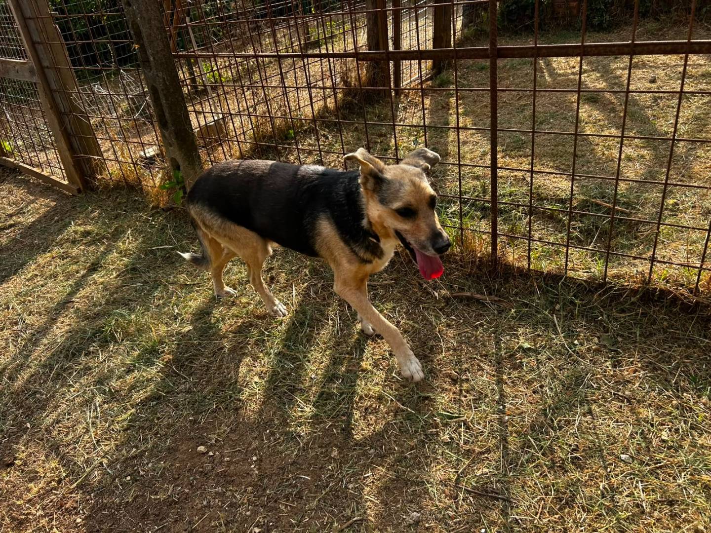 Adotta il cane Lucky a Udine
