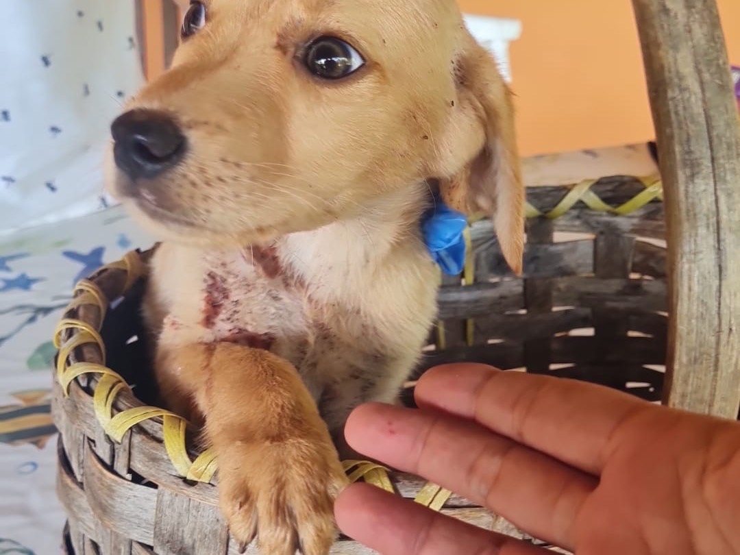 Adotta un cane, maschio, 2 mesi, Vibo