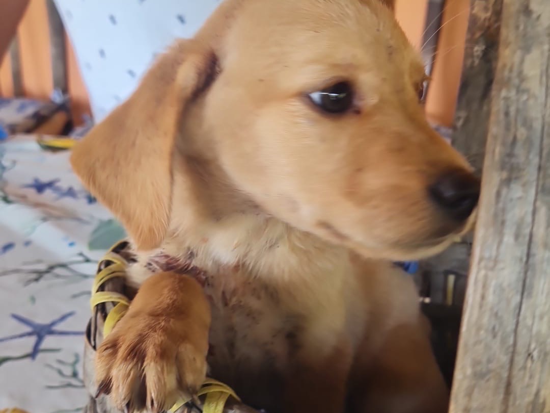 Adotta un cane, taglia media, maschio, Vibo