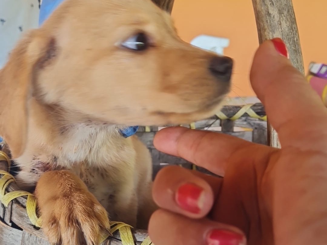 Vuoi adottare un cane a Vibo?