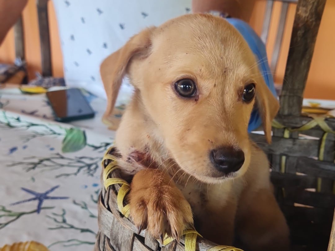 Adotta il cane Aurel a Vibo