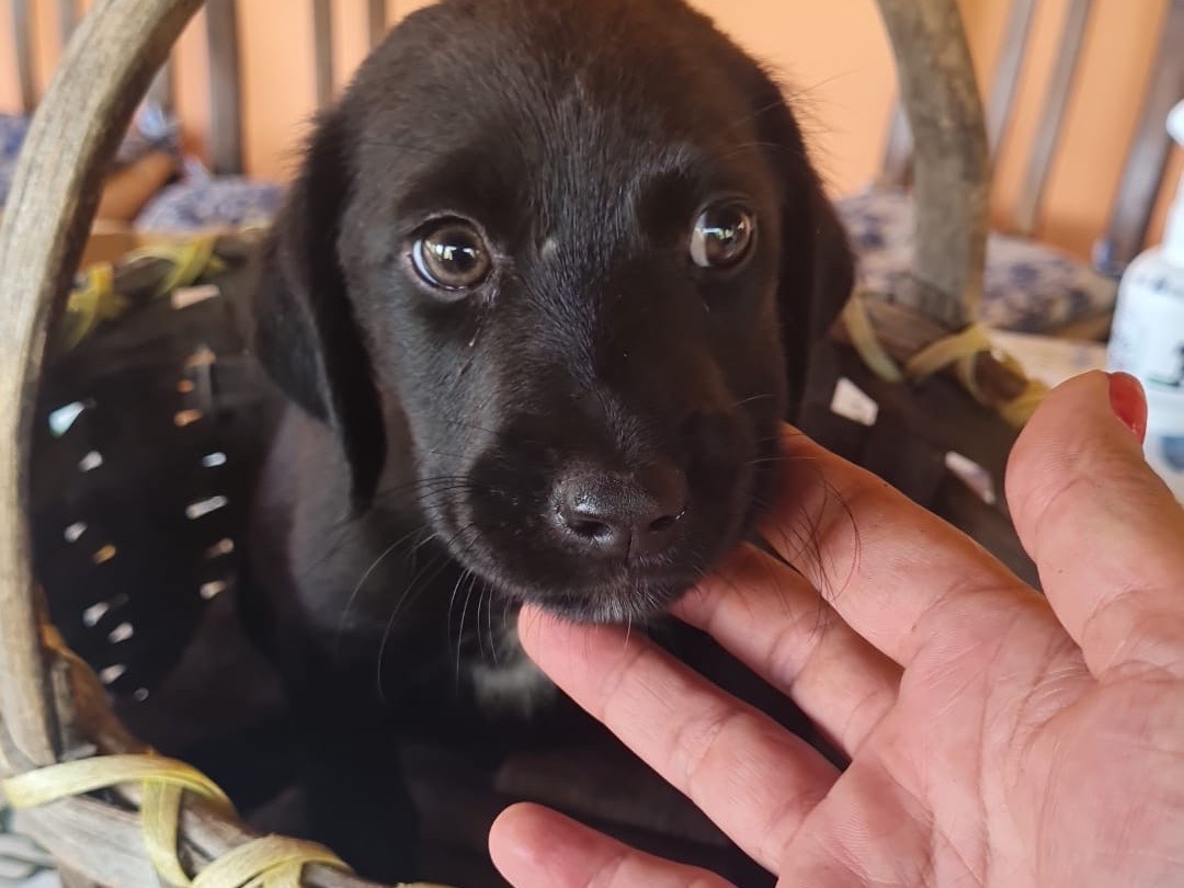 Adotta un cane, taglia media, maschio, Vibo