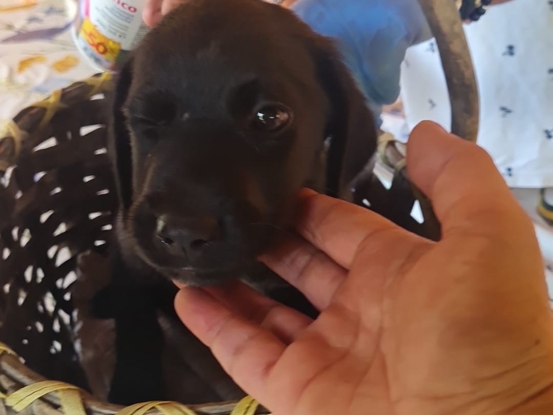 Vuoi adottare un cane a Vibo?