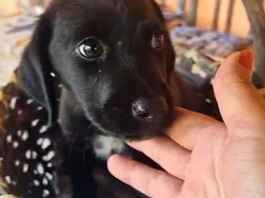 Adotta il cane Varen a Vibo