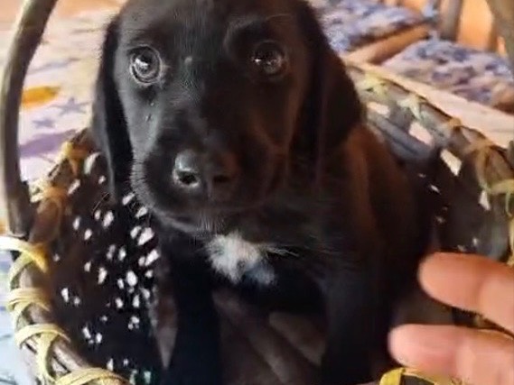 Adotta un cane, maschio, 2 mesi, Vibo