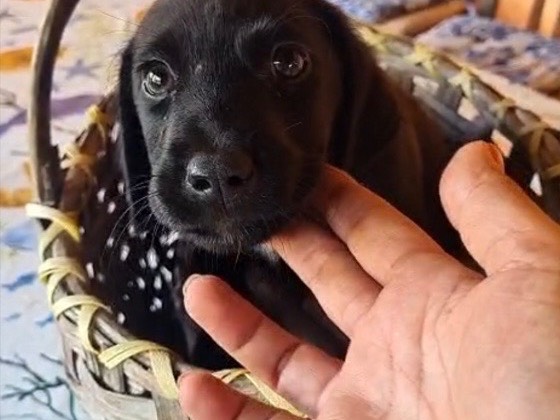 Adozione cane, maschio, Labrador Retriever Razza sconosciuta, 2 mesi, taglia media, Vibo
